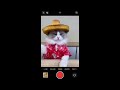 That Little Puff | Cats Make Food 😻 | Kitty God & Others | TikTok 2024 #108