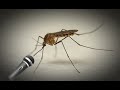 mosquito sings diamonds -ai cover