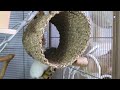 How to step up a Naturalistic Rat cage - Step by step