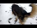 German Shepherds love the snow ❄️