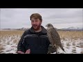 Falconry: What to do if your bird keeps landing.