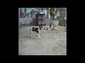 ❤️😻 Best Cats Videos 🤣🤣 Funny Animal Videos #14