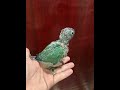 Torq green cheek conure from days old to full grown feather. #GCC #Conureparrot #birdlover