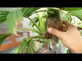 PROSES PERAWATAN BONSAI KELAPA MINION FULL PECAH DAUN