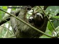 Rainforest Animals 🐅🌴 - Animals for Kids - Educational Video