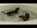 DACHSHUND BATH TIME!