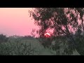 Sunrise through a mesquite tree September 11 2022