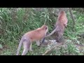 Two Vervet monkeys holding their baby