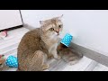 Try Not To Laugh 😅 Funniest Cats and Dogs Videos 😹🐶 Part 26