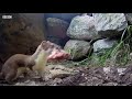 Stoat Mother Hunts to Feed Kits | Weasels: Feisty & Fearless | BBC Earth