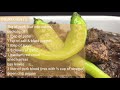 Dinuguan | Quick and Easy Recipe