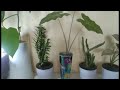 Stylish Mini Plants for Summer Display indoor gardening