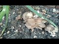 Home-grown Mushrooms