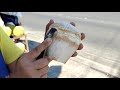Amazing Coconut Cutting Skills Compilation - Thai street food