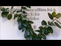 How To Polish Houseplant Leaves (Rubber Plant)