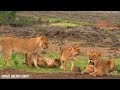 4K African Wildlife: Mana Pools National Park, Zimbabwe - Scenic Wildlife Film With African Music