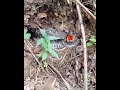 cuckoo chick coup birds [ Review Bird Nest ]