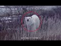 When Bears Get Hungry and Attack Humans! Shocking Animal Moments CAUGHT ON CAMERA