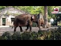 Kebun Binatang RAGUNAN 2021 | Taman Margasatwa Ragunan Zoo saat Pandemi | Wisata Jakarta Indonesia