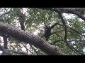 2 baby raccoons ran up tree.