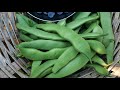 Today green beans, blueberry harvest 06/13/2019