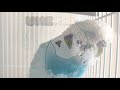 Budgie tries to sing DA PUMP- USA