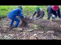 Cutting down large overgrown trees on the side of the road - Cutting dangerous trees