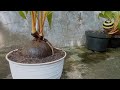 BONSAI KELAPA BERCABANG 2 //MEMOTONG DAUN KERING