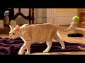 Domestic Shorthair, Savannah, and Siberian Kittens! | Too Cute! (Full Episode)