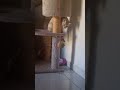 mi gata haciendo boxeo con una pelota de tenis