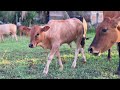 Cow Animals Life in Green Grass Fields - video of Cows and Cow Sounds in nature