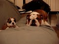 English Bulldog Father meets daughter first time