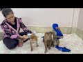 4 Siblings Standing Up Holding Clothes Each Waiting Mom To Come & Dressing Up For Them ,