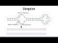 DNA Replication & DNA Polymerase: Beautiful USMLE Lectures