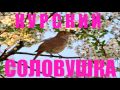 Курский Соловей - Nightingale Singing