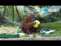 Dumplin, an orangutan at the Columbus Zoo & Aquarium, celebrates 50th birthday with treats and eats