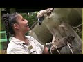 The Strongest and Largest Eagle in The World