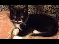 Bad Cat Video #1