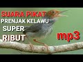 Suara Pikat Prenjak Klawu Ribut ll Suara Pikat Prenjak Kepala Merah Ribut