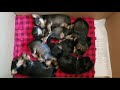 Schnorkie Schnauzer Yorkie Mix puppies chirping snoring