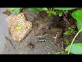 First heavy shower of the monsoon session july 27,2024||#monsoon2024 #frogs