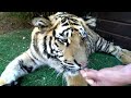 Pulling a tiger's tooth!