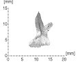 Marmorerpeton pterygoid