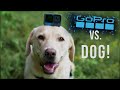 GoPro Hero 12 vs Dog - the most EXTREME image stabilization test