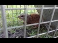 Franklin's Ground Squirrel