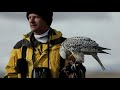 White Alaskan Gyrfalcon: Falcon Hunting Duck