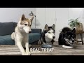 Dogs Try Spinach, Coconut And Celery! Huskies Taste Food 2