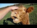A crazy cow named Sarah