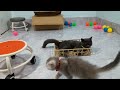 The FUNNIEST Dogs and Cats Shorts Ever😸🐶You Laugh You Lose🤣#6