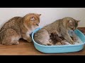 Mom cat carries newborn kittens to dad cat for the first time